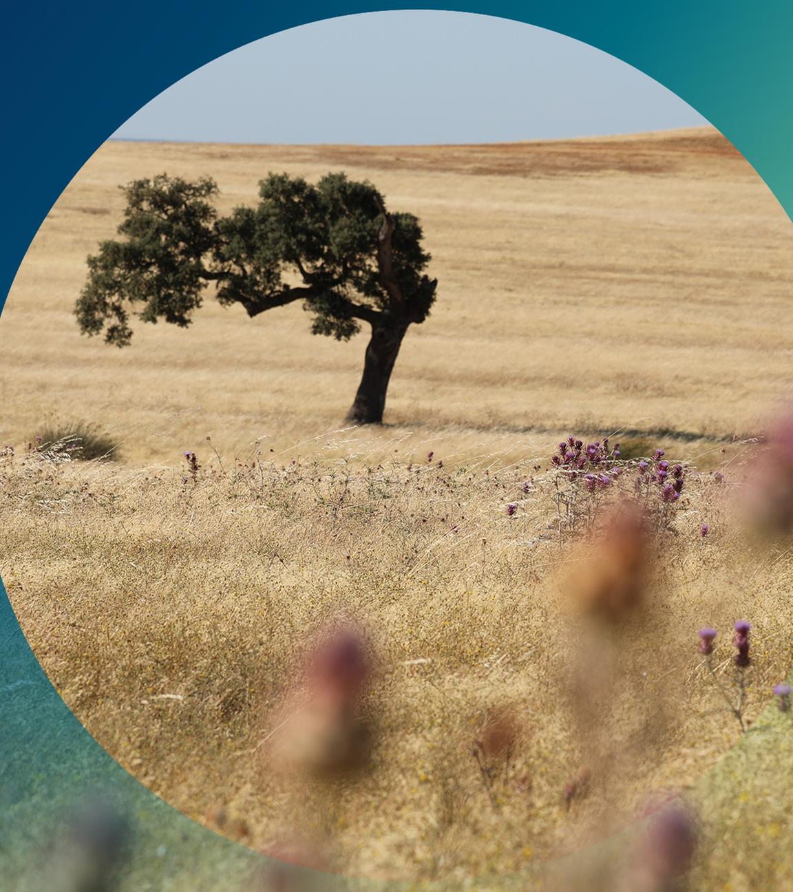 Einzelner vertrockneter Baum in einer vertrockneten Steppe
