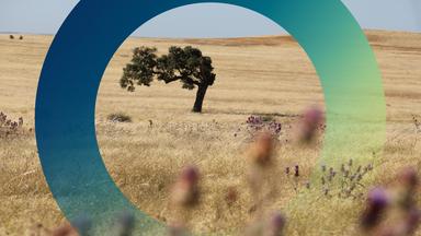 Einzelner vertrockneter Baum in einer vertrockneten Steppe