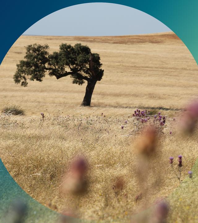 Einzelner vertrockneter Baum in einer vertrockneten Steppe