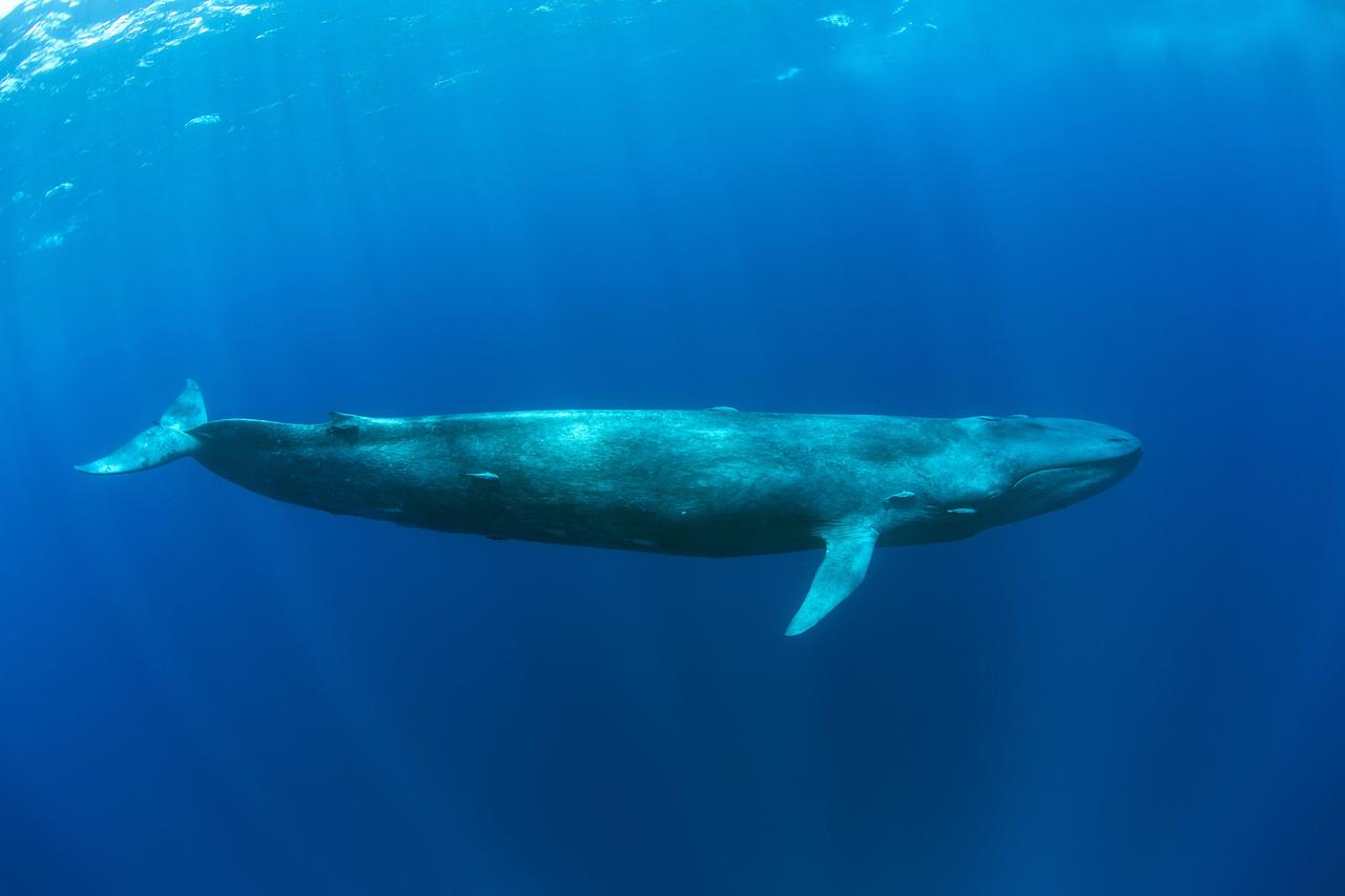 Blauwal bei Sri Lanka