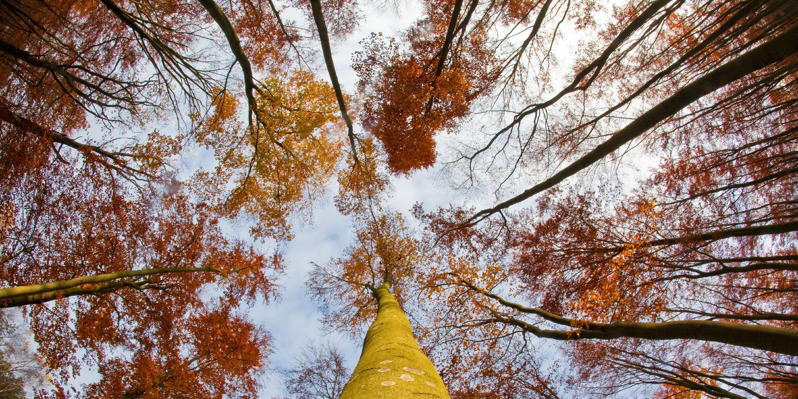 Laubwald im Herbst