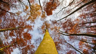 Laubwald im Herbst