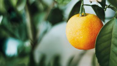 Einzelne Orange hängt am Baum