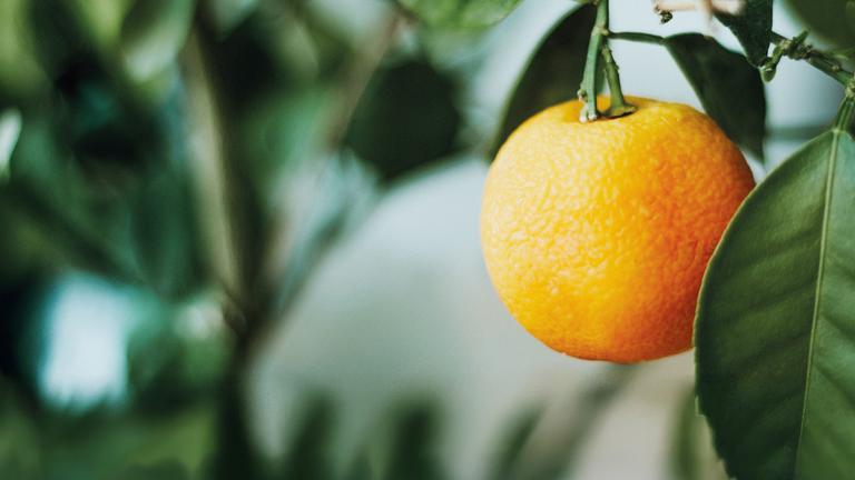 Einzelne Orange hängt am Baum