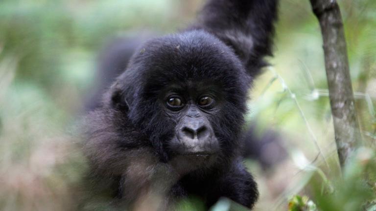 Junger Gorilla im Virunga-Nationalpark nördlich der Stadt Goma