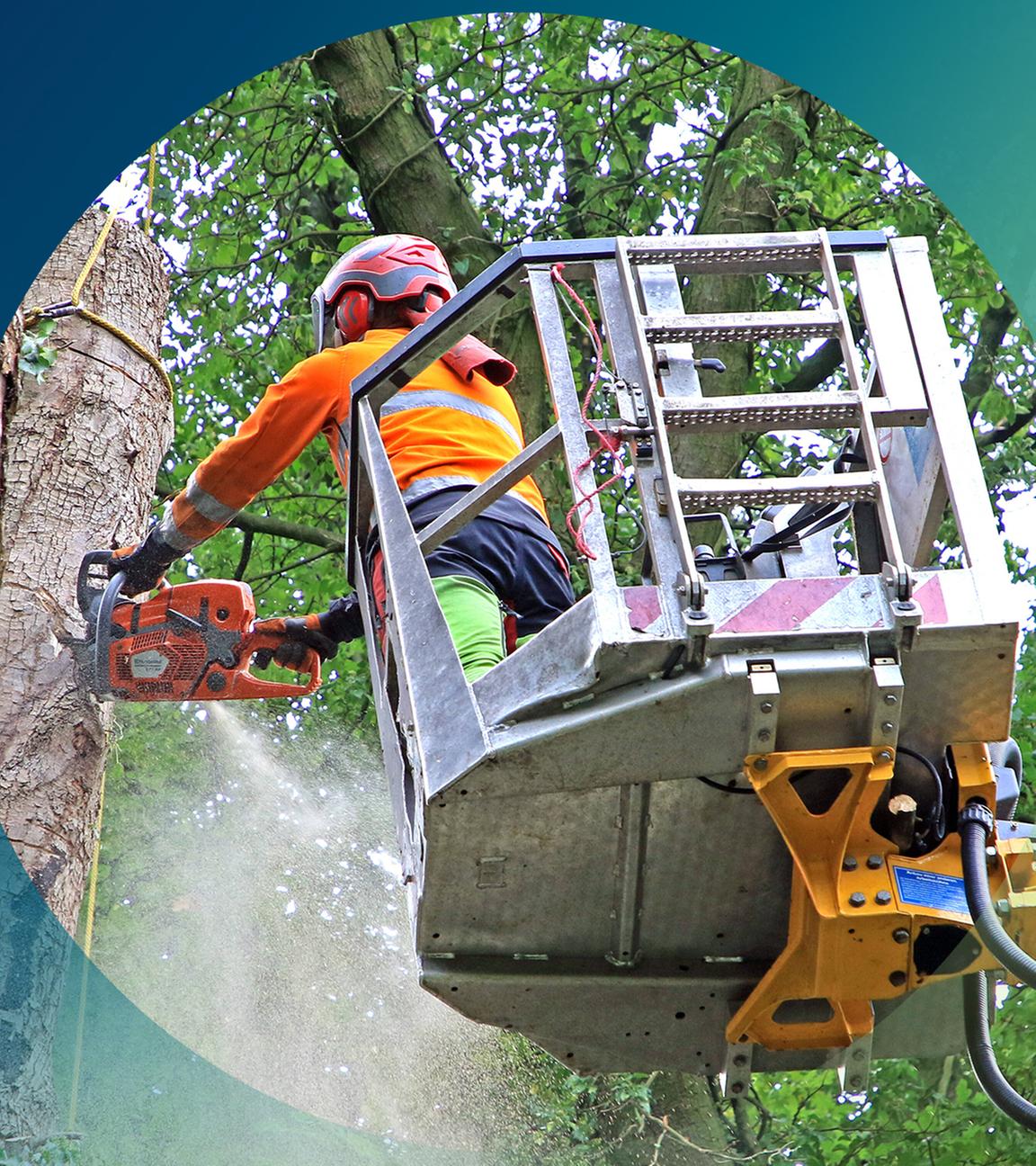 Mann mit Kettensäge in einer Baumkrone um einen kranken Baum zu fällen