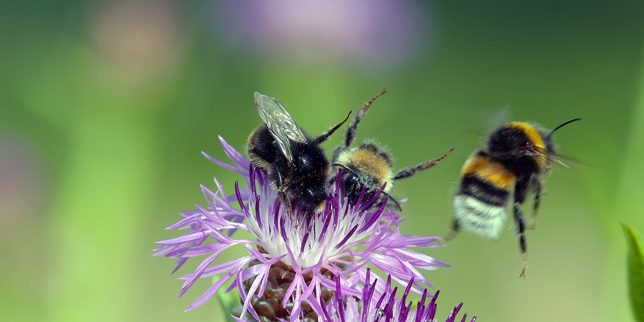 Fast alle Wild- und Kulturpflanzen werden von Insekten bestäubt