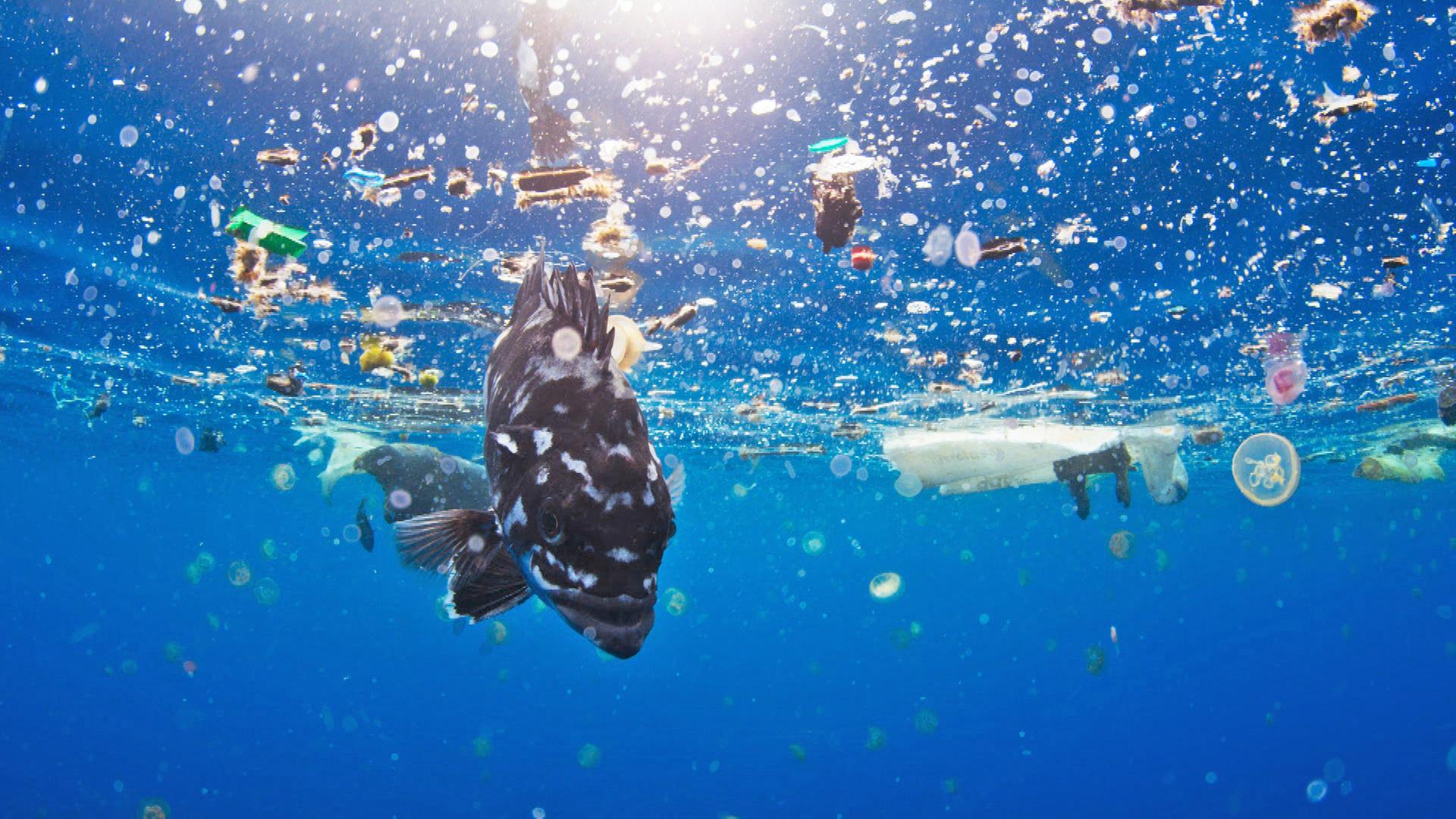 Fisch zwischen Plastikmüll