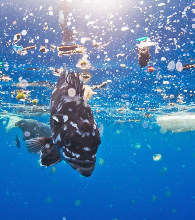 Fisch zwischen Plastikmüll