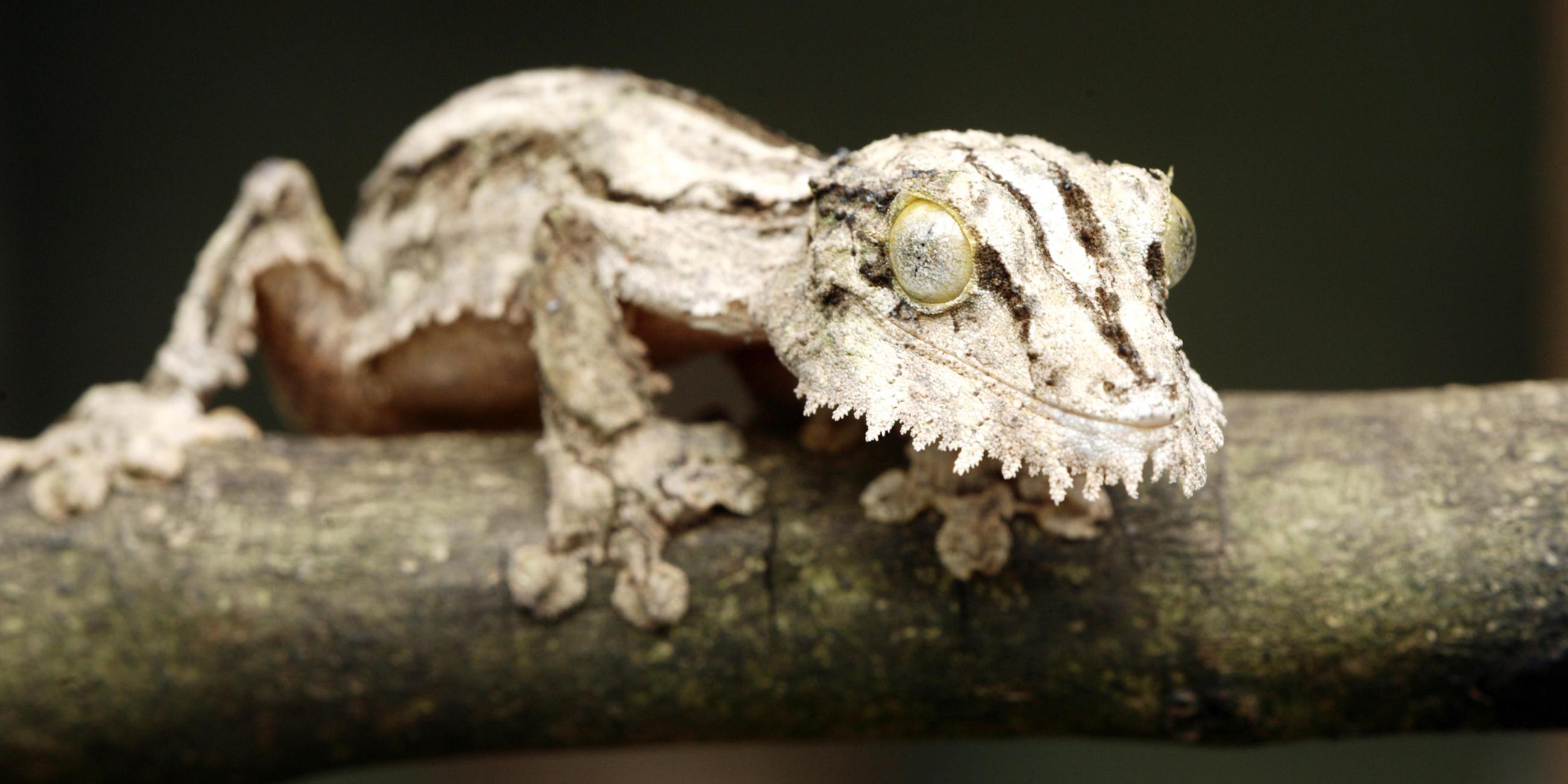 Plattschwanzgecko