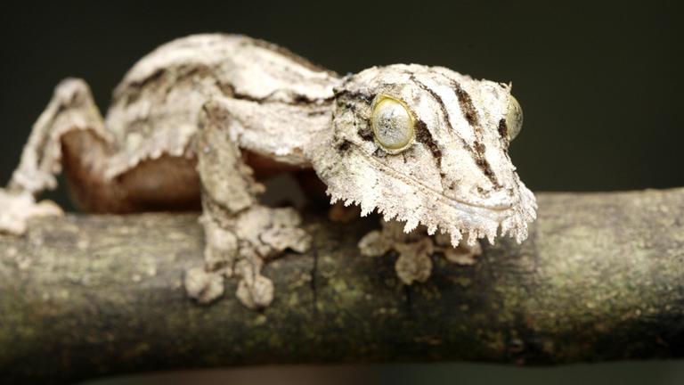 Plattschwanzgecko