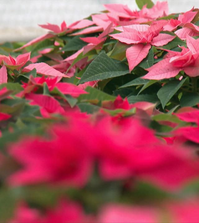 Platz im Garten