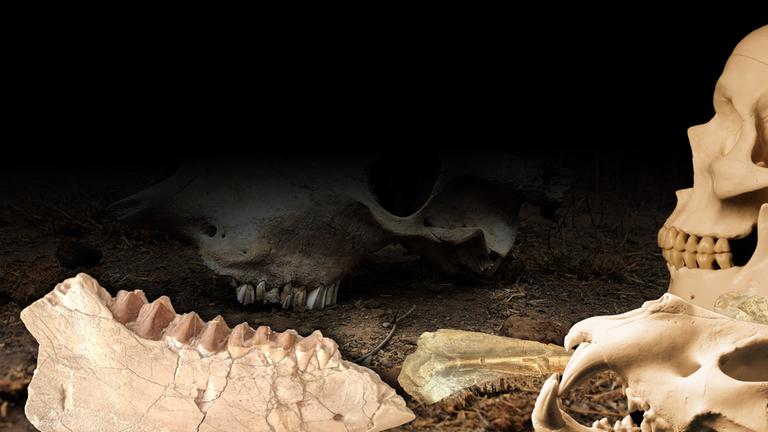 Wie wir das Artensterben aufhalten können 