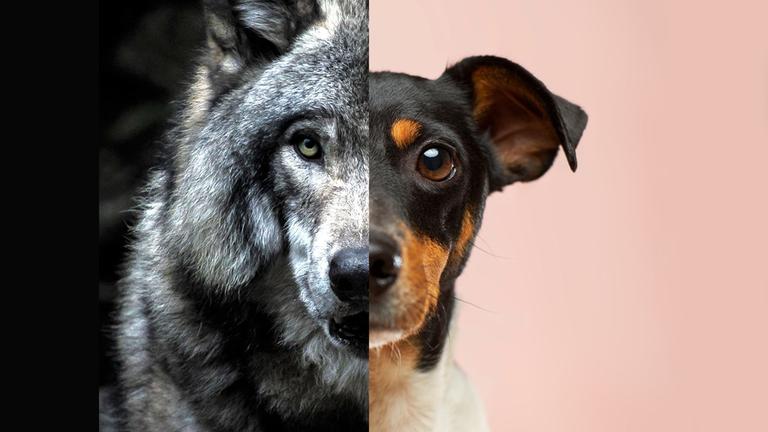 Wie Hund und Katze zum Haustier wurden 