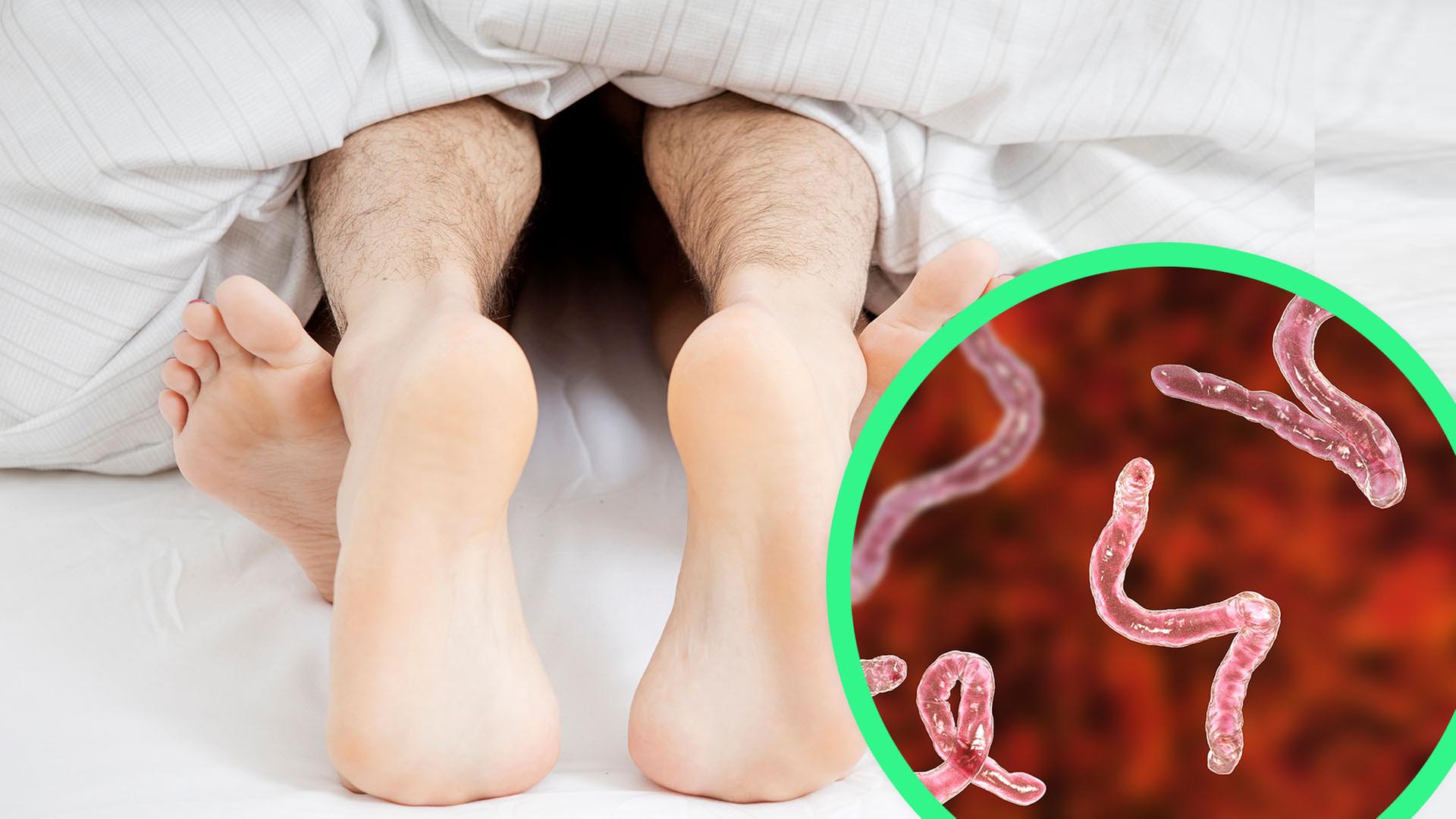 Wie Parasiten unser Leben beeinflussen 