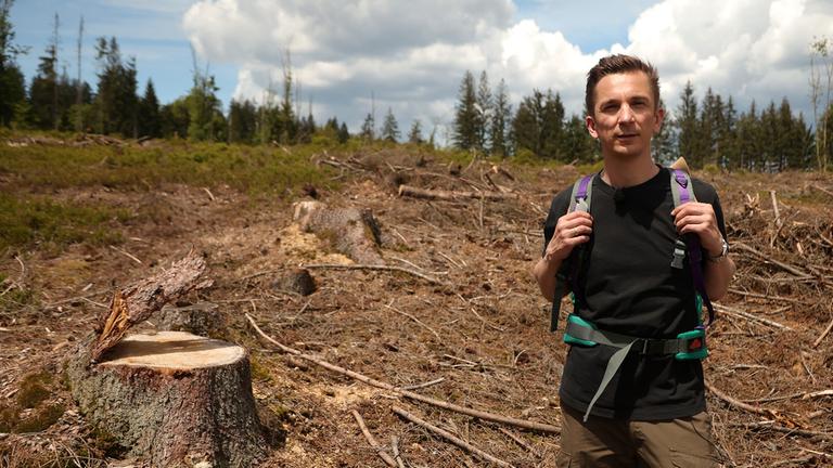 So schlecht geht es dem deutschen Wald
