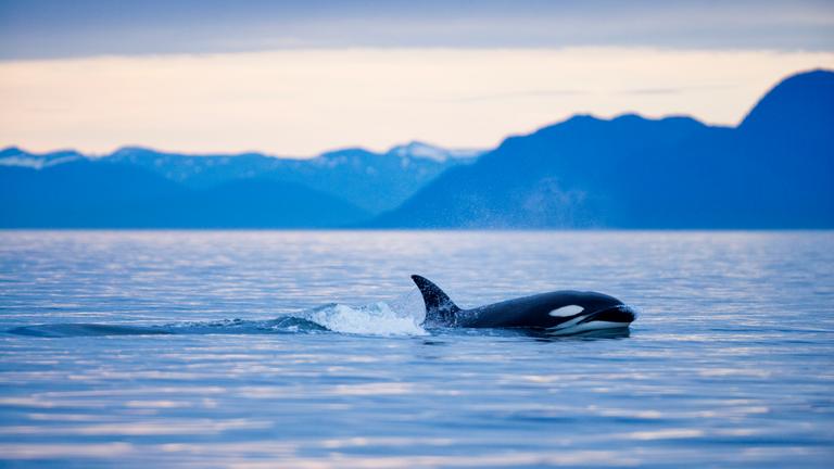 Wal schwimmend im Ozean