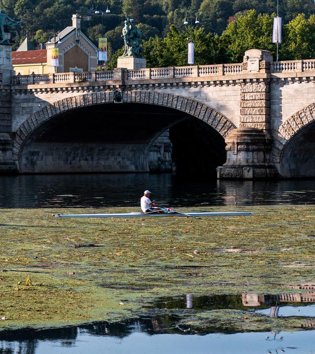 Der Fluss Po leidet nicht nur unter Niedrigwasser, sondern auch Algenwuchs.