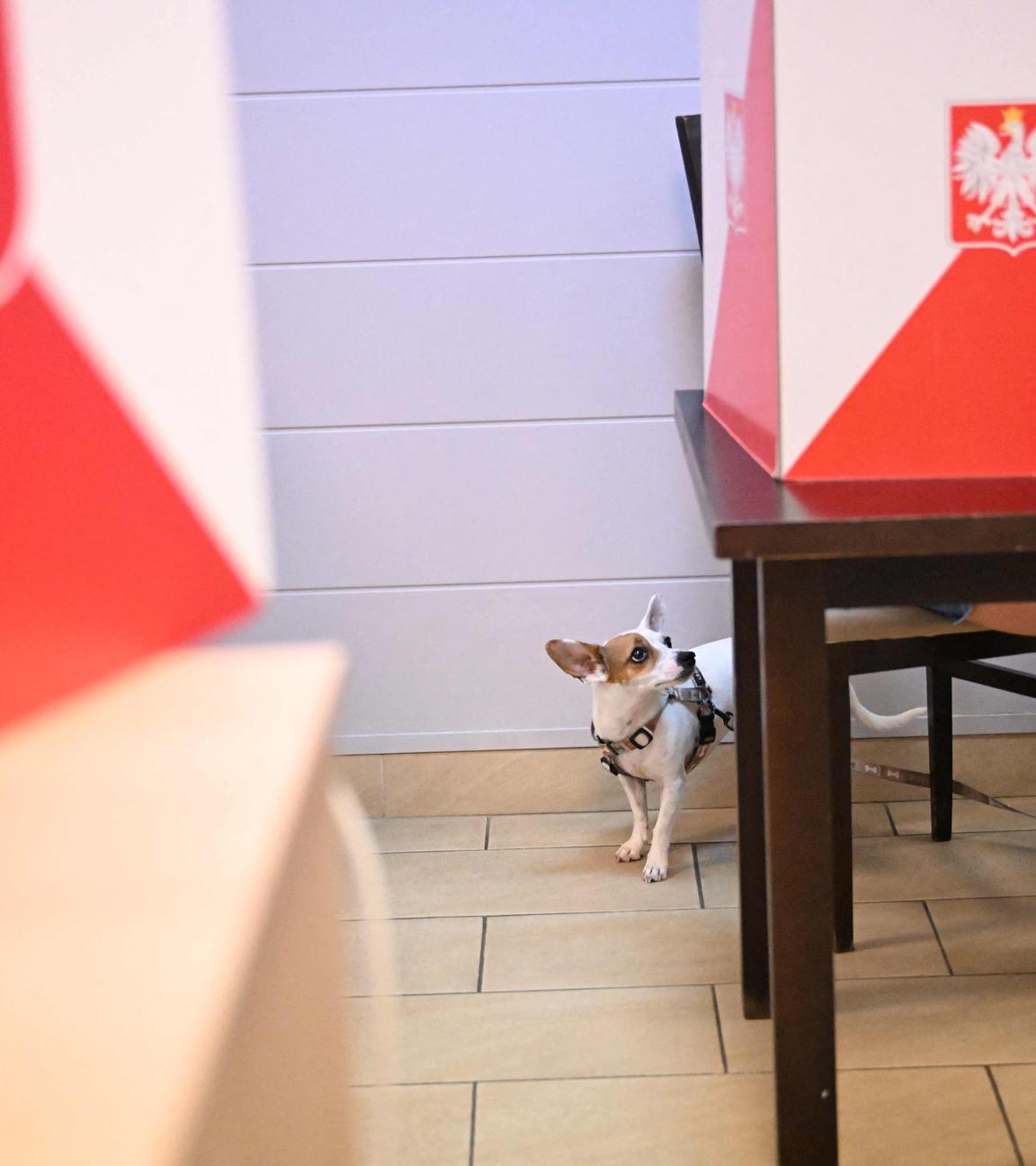 Ein Hund beobachtet eine Frau, die am 1. Juni 2025 in einem Wahllokal in Warschau während der zweiten Runde der Präsidentschaftswahlen ihre Stimme abgibt.