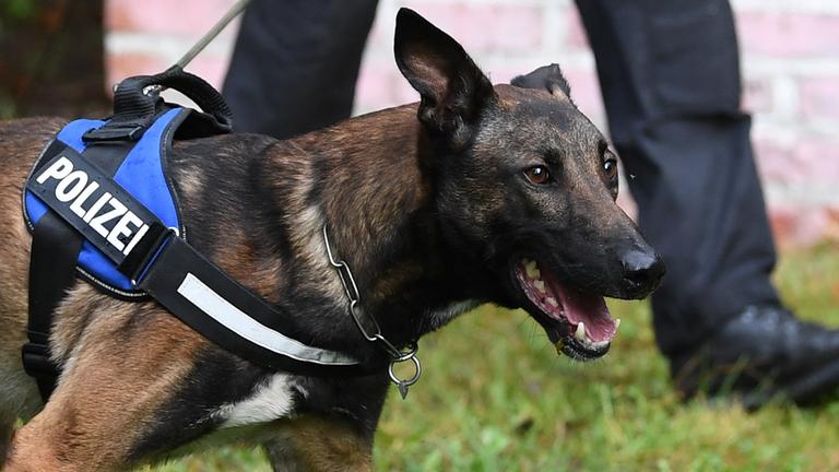 Ein Schaeferhund der sächsischen Polizei. Archivbild