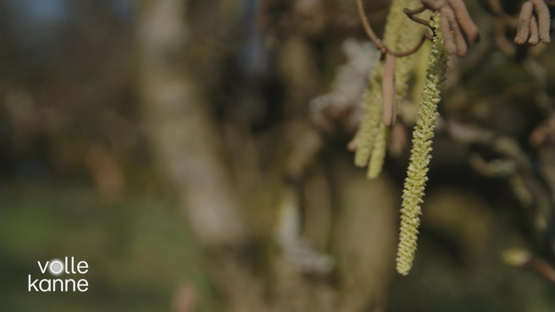 Pollenallergie