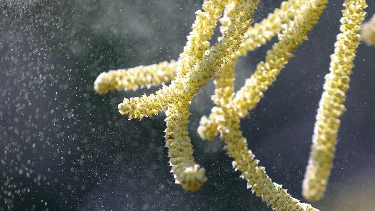 Pollen vom Hasel fliegen durch eine Parkanlage. (Archiv)