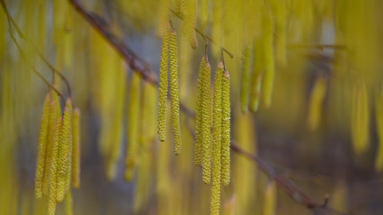 Die Blütenkätzchen an einem Haselnussstrauch sind schon voll aufgeblüht.