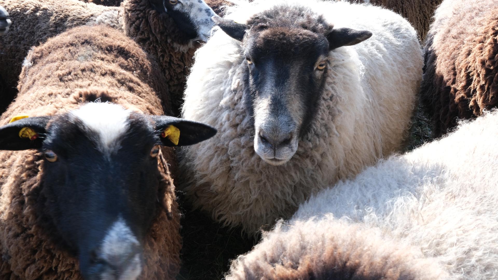 Pommersche Landschafe