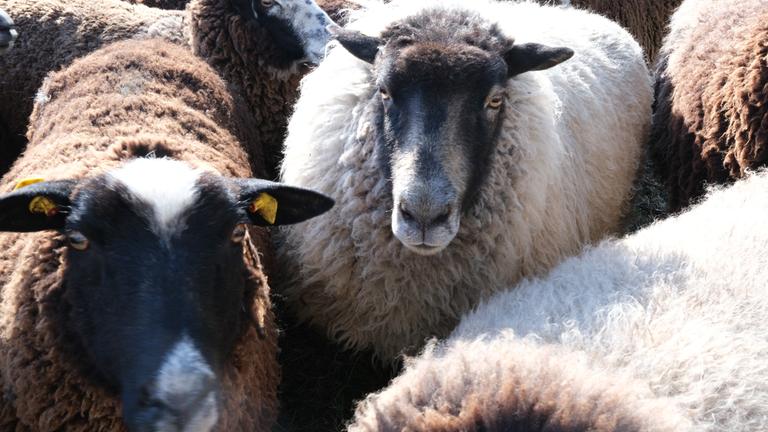 Pommersche Landschafe