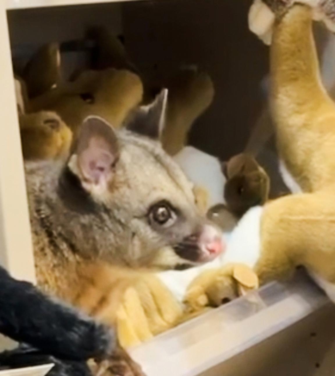 Ein echtes Possum sitzt zwischen Plüschtieren in einem Souvenirladen an einem australischen Flughafen.