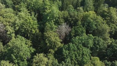 Ein Wald von oben