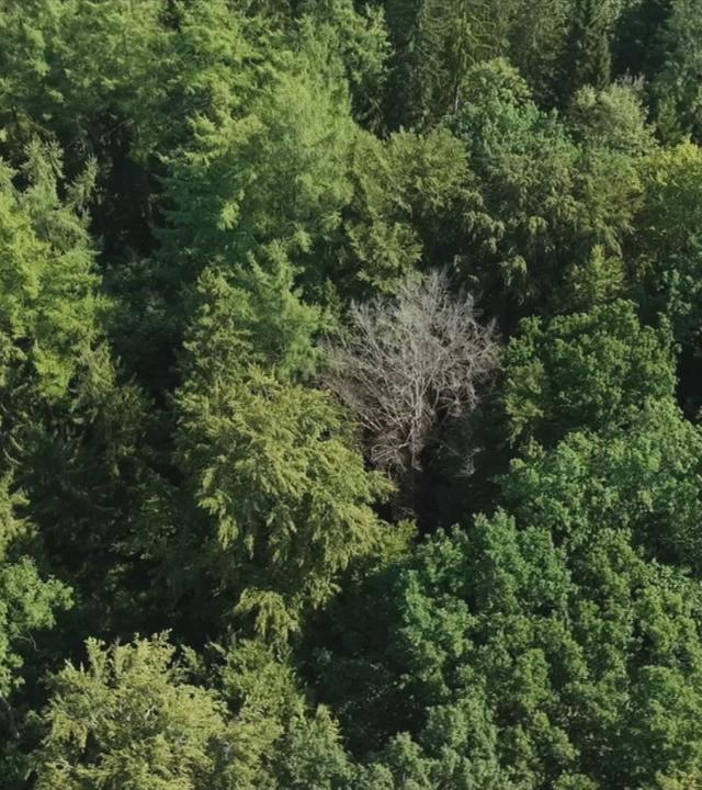 Ein Wald von oben