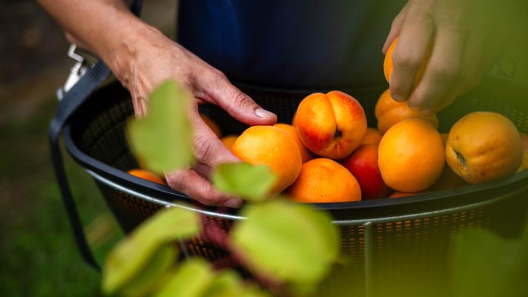Aprikosen und Pfirsiche.