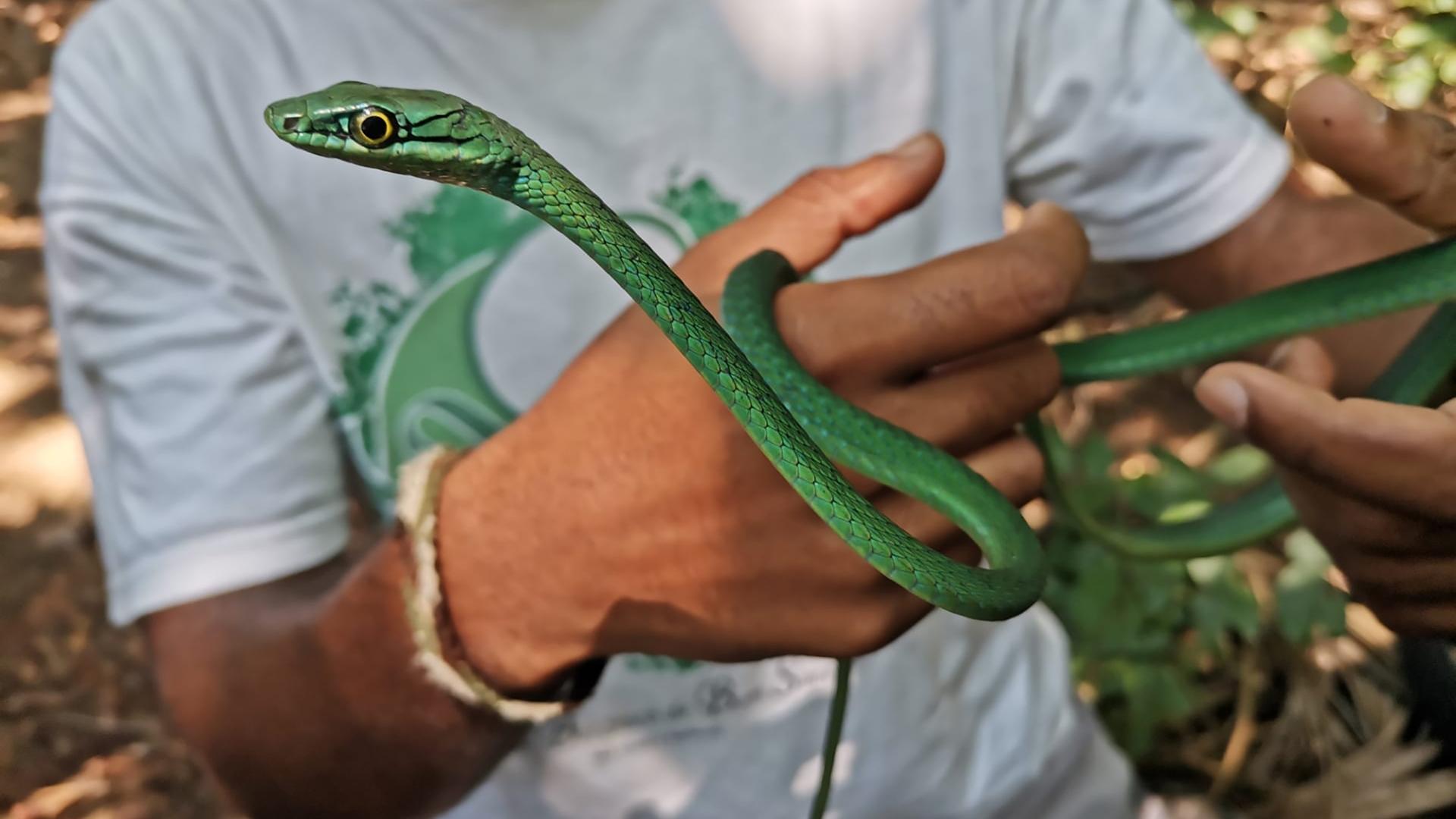 Ein Mann hält eine Principe-Smaragdnatter (Hapsidophrys principis) in seinen Händen in Sao Tome and Principe, Afrika.