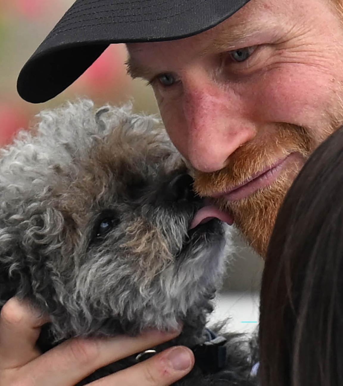 Prinz Harry wird von einem kleinen Hund abgeleckt. 