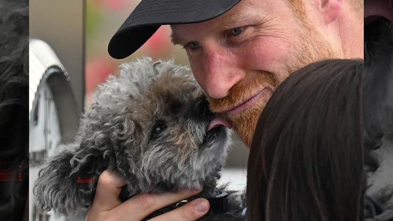 Prinz Harry wird von einem kleinen Hund abgeleckt. 