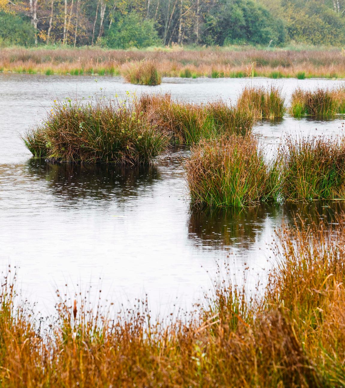 Schleswig-Holstein, Christiansholm: Regen fällt auf das Königsmoor im Kreis Rendsburg-Eckernförde.