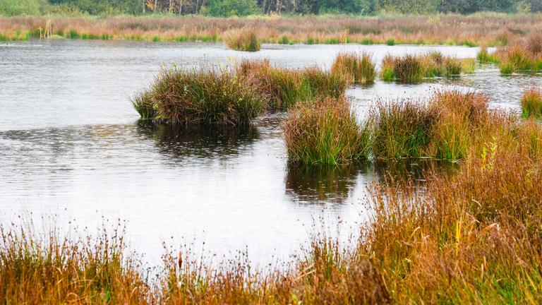 Schleswig-Holstein, Christiansholm: Regen fällt auf das Königsmoor im Kreis Rendsburg-Eckernförde.