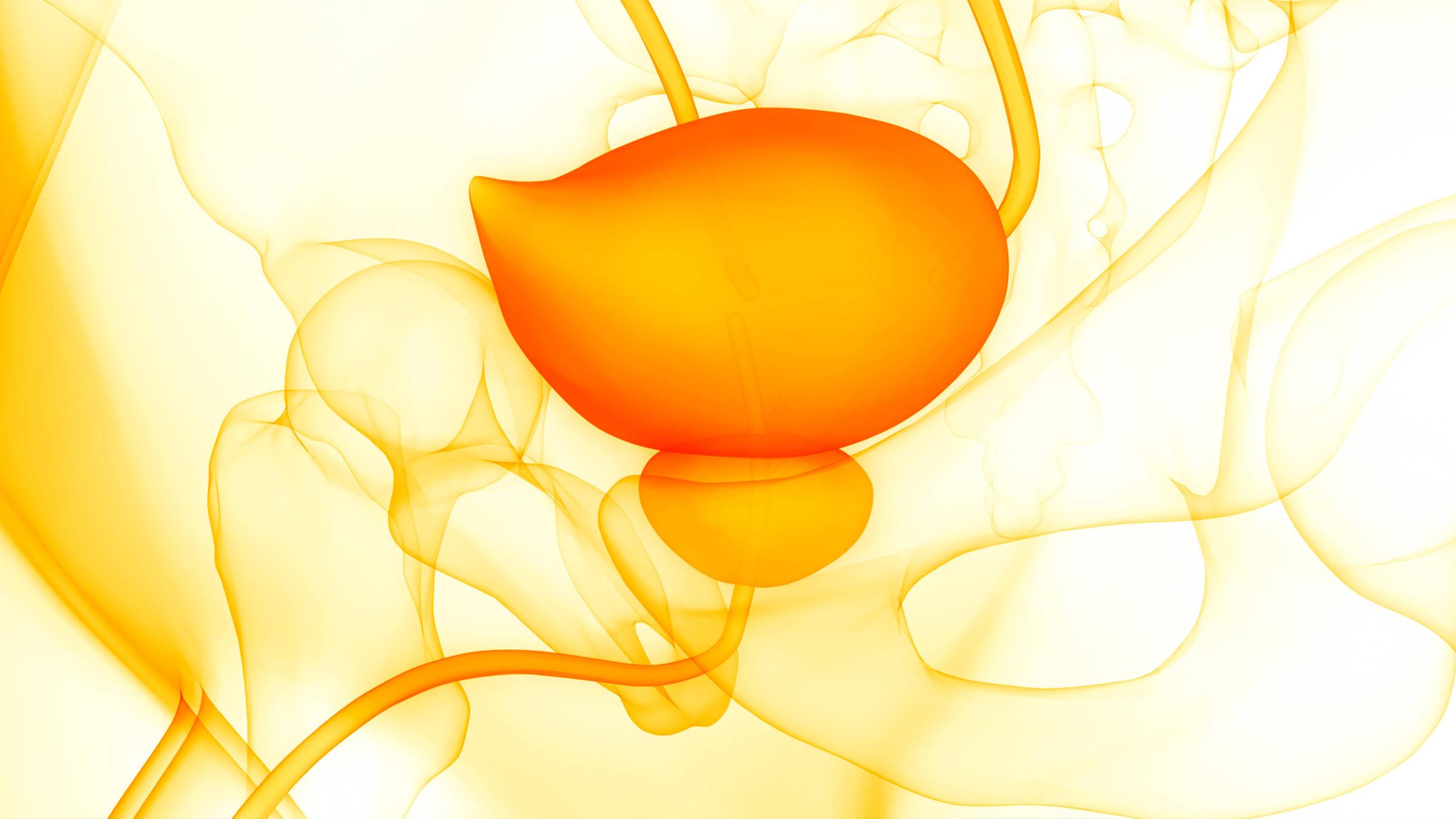 Die grafische Dartsellung von Blase und der darunter liegenden Prostata beim Mann.