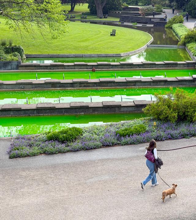 Das Wasser von Springbrunnen des Parks Planten un Blomen ist mit grüner Farbe gefärbt.