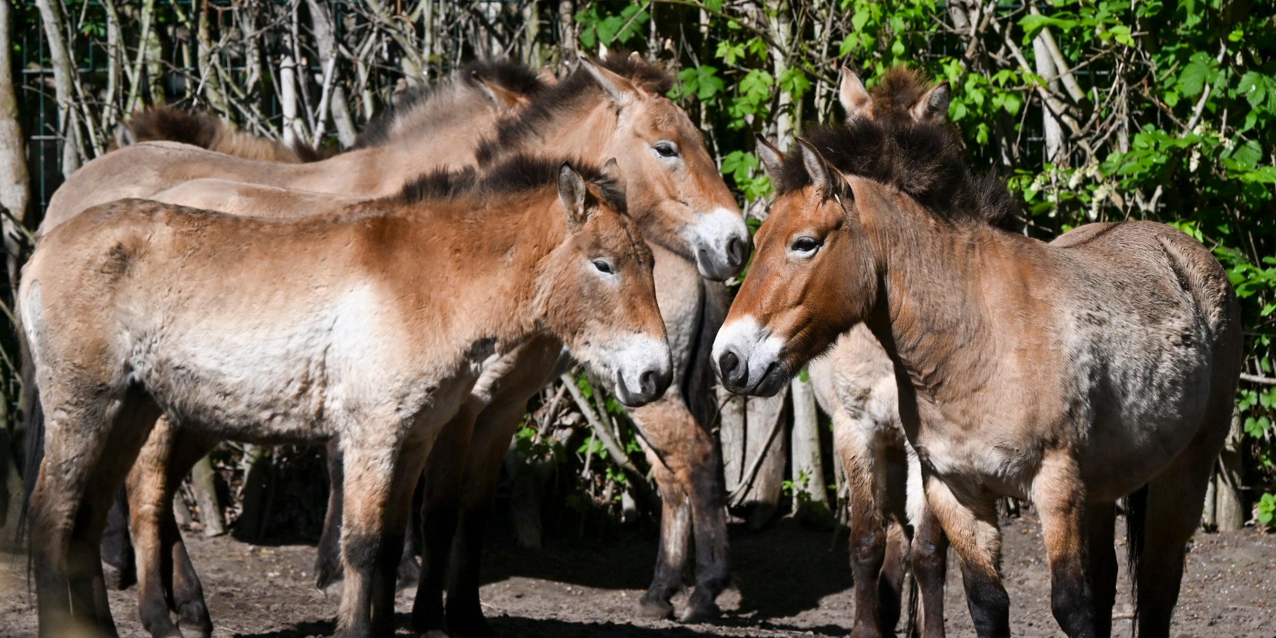 Przewalskipferde im Tierpark Berlin