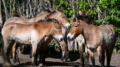 Przewalskipferde im Tierpark Berlin