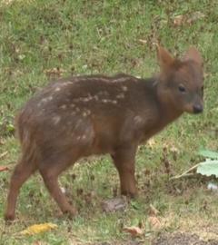 Das Pudu steht auf Rasen.