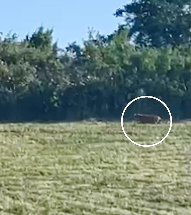 Screenshot: Puma bei Braunsbedra (Sachsen-Anhalt)