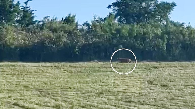 Screenshot: Puma bei Braunsbedra (Sachsen-Anhalt)