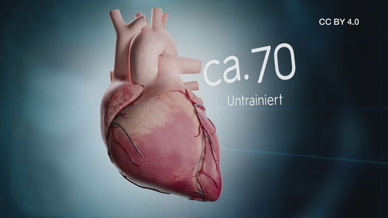 Pumpleistung Herz CC
