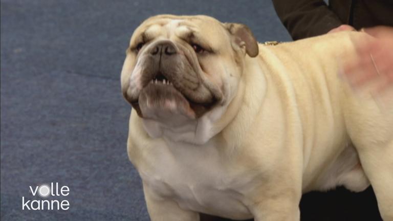 Qualzucht: Tiere gut züchten