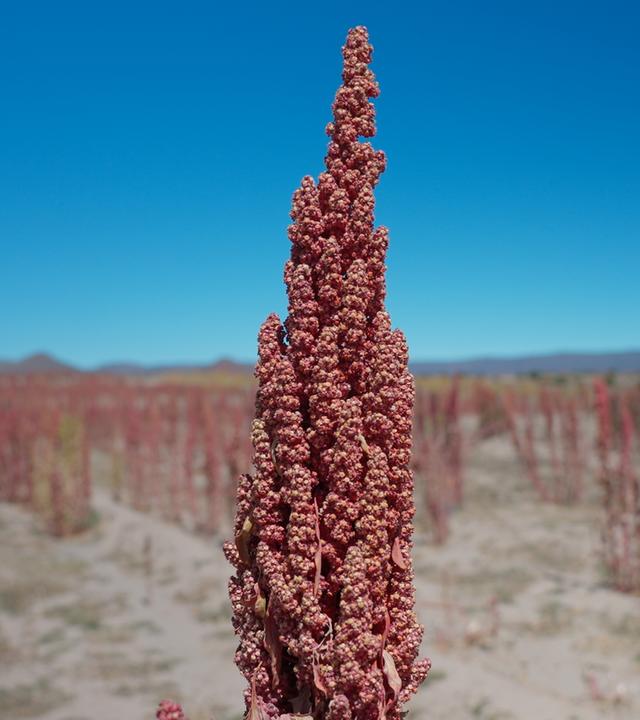 Wachsender Quinoa auf einer Quinoa-Plantage, wobei eine Pflanze im Fokus ist.