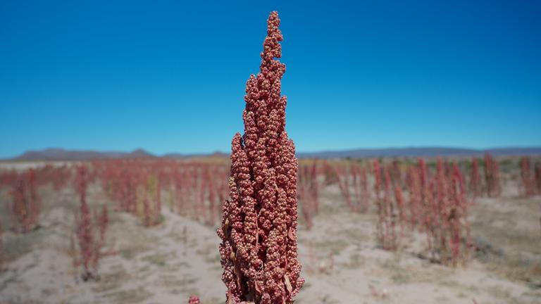 Wachsender Quinoa auf einer Quinoa-Plantage, wobei eine Pflanze im Fokus ist.