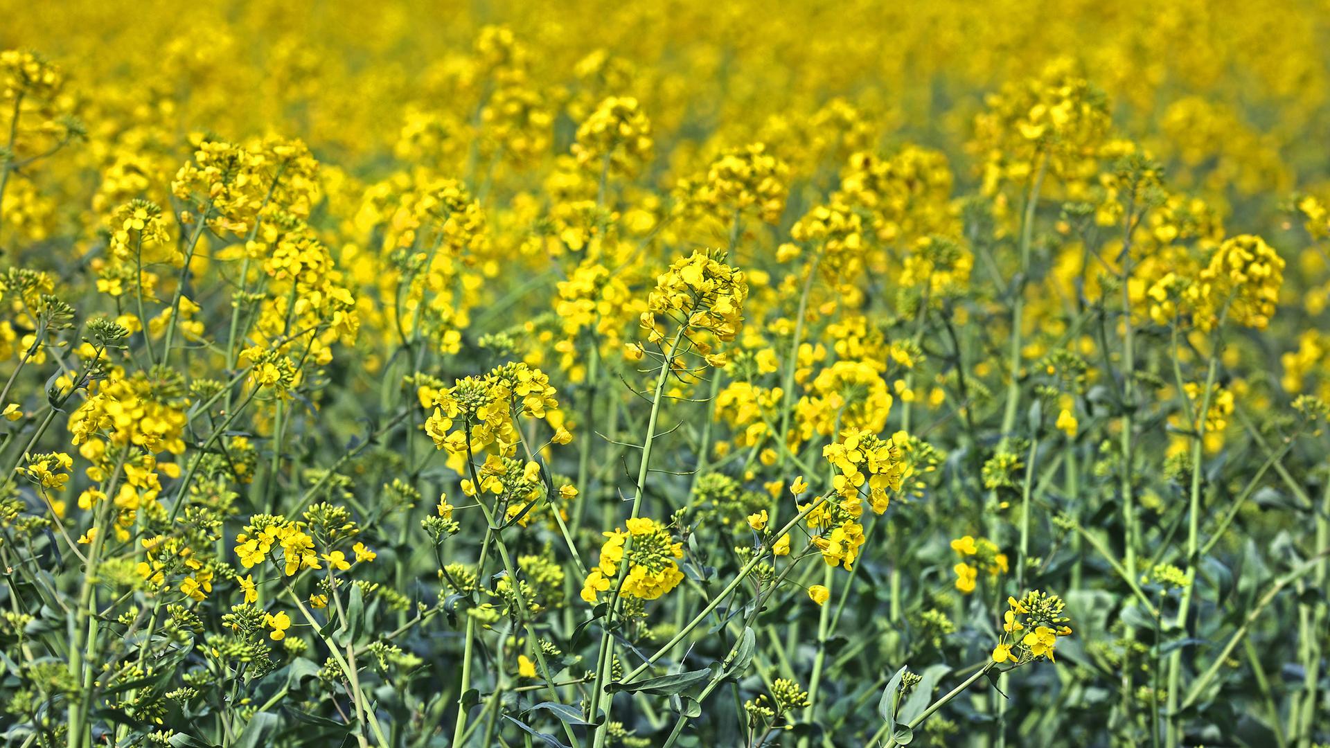 Blühende Rapsfelder in landwirtschaftlich geprägten Regionen des Ruhrgebietes (Nordrhein-Westfalen
